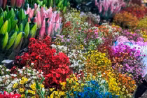 Cẩn trọng với loại hoa nhập khẩu sặc sỡ