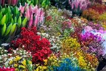 Cẩn trọng với loại hoa nhập khẩu sặc sỡ