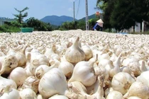 Trồng tỏi voi Nhật Bản: Cẩn trọng sai luật, kém hiệu quả