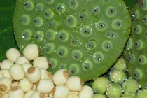 Điều trị huyết áp thấp bằng bài thuốc đơn giản