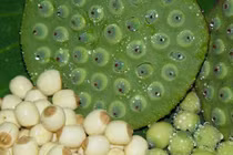 Điều trị huyết áp thấp bằng bài thuốc đơn giản