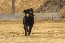 Điều chưa biết về đội khuyển binh canh biên giới