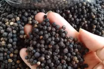 Khuyến cáo không mở rộng diện tích hồ tiêu khi giá cao