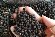 Khuyến cáo không mở rộng diện tích hồ tiêu khi giá cao