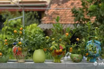 Quất cảnh hồ lô độc lạ của nông dân Mễ Sở, Hưng Yên "cháy hàng" dịp Tết