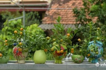 Quất cảnh hồ lô độc lạ của nông dân Mễ Sở, Hưng Yên "cháy hàng" dịp Tết