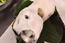 Cá mặt thỏ là một loài cá nóc