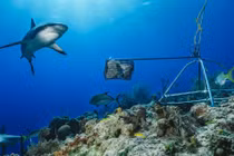 Nguy cơ cá mập rạn san hô "tuyệt chủng về chức năng"