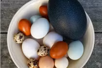 Trứng đà điểu trị chứng tóc khô rụng