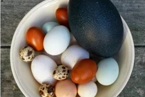 Trứng đà điểu trị chứng tóc khô rụng