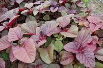 Rau dền giúp trẻ tăng chiều cao