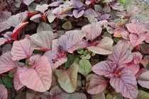 Rau dền giúp trẻ tăng chiều cao