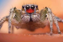 Bí ẩn thị lực vượt trội của nhện nhảy