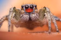 Bí ẩn thị lực vượt trội của nhện nhảy