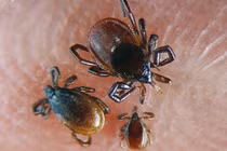 Bọ chét đực và cái đều hút máu