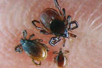 Bọ chét đực và cái đều hút máu