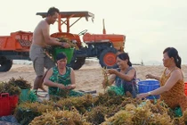 Nước giải khát từ tảo