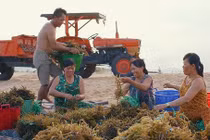 Nước giải khát từ tảo