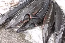 Lưu ý khi mua cá tầm không rõ nguồn gốc