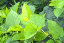 Lá dâu, vừng đen chữa táo