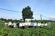 Vinasoy: Được cấp Bằng bảo hộ giống cây trồng cho hai giống đậu nành