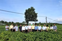 Vinasoy: Được cấp Bằng bảo hộ giống cây trồng cho hai giống đậu nành