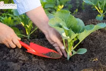Cách bón phân cho rau sạch