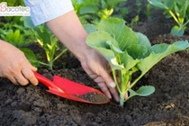 Cách bón phân cho rau sạch