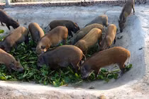 Động vật rừng có cấu tạo sinh học đặc biệt