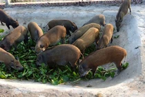 Động vật rừng có cấu tạo sinh học đặc biệt