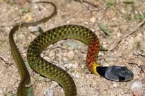 Trẻ 15 tháng tuổi tử vong vì “rắn học trò”