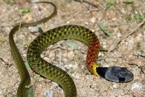 Trẻ 15 tháng tuổi tử vong vì “rắn học trò”