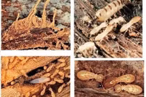 Các vật liệu bị mối tấn công, phá hoại