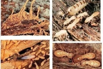 Các vật liệu bị mối tấn công, phá hoại