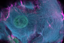  Enzym CRISPR-HOT, công cụ trực quan hóa tế bào