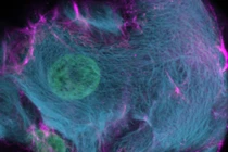  Enzym CRISPR-HOT, công cụ trực quan hóa tế bào