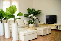 Chăm sóc cây cảnh trồng trong nhà