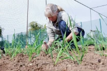 Anh: Nới lỏng quy định đối với động vật và cây trồng chỉnh sửa gene