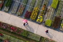 Làng hoa lớn nhất miền Tây vắng chưa từng thấy ngày giáp Tết