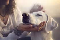 Bộ Y tế: F0 không được tiếp xúc với vật nuôi trong nhà