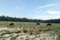 Dự án bất động sản 'ma' lại nở rộ: Người mua lao đao