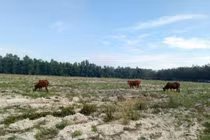 Dự án bất động sản 'ma' lại nở rộ: Người mua lao đao