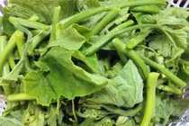 Nhận biết rau bí sạch