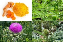 Thuốc Nam chữa viêm gan