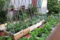 Lưu ý chăm sóc rau tại nhà