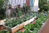 Lưu ý chăm sóc rau tại nhà