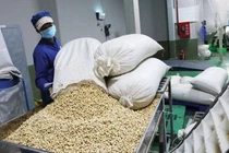 Nhập khẩu điều từ Campuchia