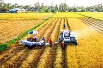 Giá gạo xuất khẩu Ấn Độ và Thái Lan đi xuống, giá gạo Việt Nam ổn định