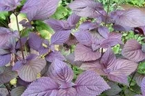  Lá tía tô chữa mề đay 