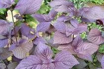  Lá tía tô chữa mề đay 